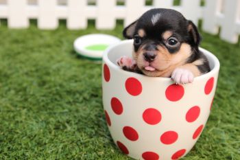 A little dog in the cup. I want a puppy trophy okay don't judge me.
