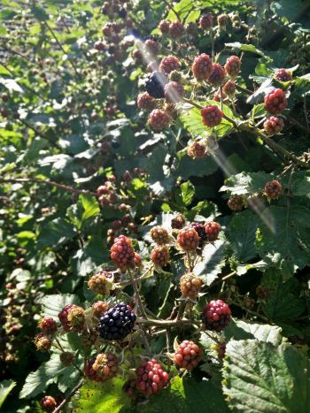 Blackberries, growing on the bramble bush in the sunshine