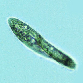 Paramecia Tetraurelia, a single celled eukaryote