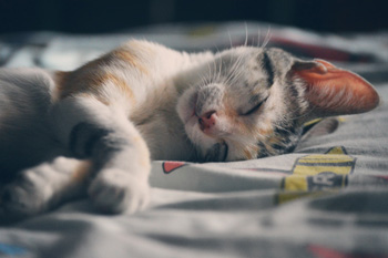 A cat asleep on a bed