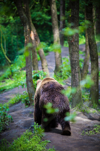 A brown bear walks away from the camera, through some trees lining a slope