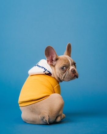 A forlorn pug looking back over its shoulder, dressed in a yellow hoodie against a blue background